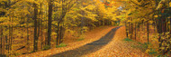 Autumn Road, Emery Park, New York State
