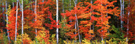 Maple and Birch Trees Maine