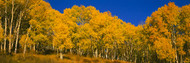 Low Angle View of Aspen Trees Telluride