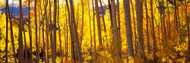 Aspen Trees in Autumn Colorado