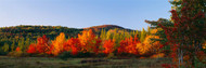 Trees in the Forest Adirondack Mountains