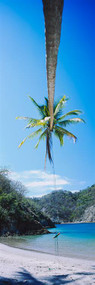 Rope Swing Hanging from a Palm Tree