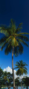 Palm Tree Saint Thomas US Virgin Islands