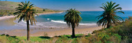 Palm Trees Refugio State Beach