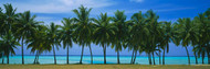 Palms Trees Aitutaki Cook Islands