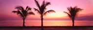 Palm Trees on Miami Beach at Dusk