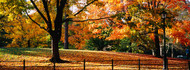 Trees in a Autumn Central Park