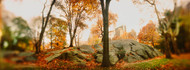 Fall Trees in Central Park