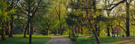 Trees and Walkway Central Park