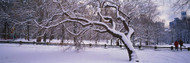 Trees Covered with Snow in Central Park