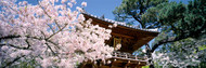Japanese Tea Garden with Cherry Blossoms