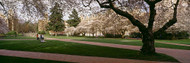 Cherry Trees University of Washington