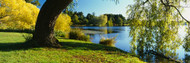 Willow Tree By Green Lake, Seattle