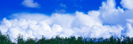 Clouds Over Trees Alaska