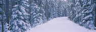 Snow Covered Trees on Roadside Banff National Park