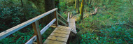 Wooden Path Pacific Rim National Park Reserve BC