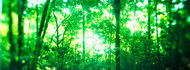 Trees in a Rainforest Costa Rica