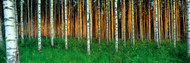 Birch Trees Finland
