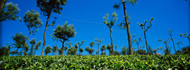 Tea Plantation Nilgiris Kerala India