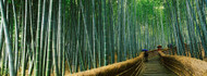 Walkway Bamboo Forest Kyoto