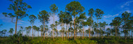 Trees in Everglades National Park