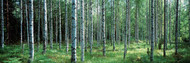 White Birches Aulanko National Park Finland