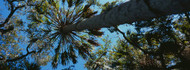 Palm Tree Myakka River State Park