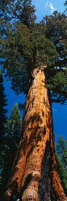 Grizzly Giant Redwood