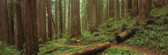 Forest With Path Jedediah Smith State Park