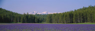 Purple Flowers in a Field Custer County