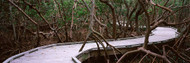 Boardwalk through Mangrove Trees