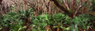 Palm Leaves Myakka State Park