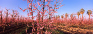 Blossoming Peach trees in an orchard
