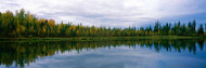 Reflection of Trees in a Lake Alaska