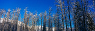 Light Snow on Cottonwood Trees
