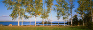 Trees Along Moosehead Lake, Maine