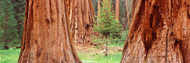 Sapling Among Sequoias