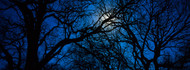 Silhouette of Oak Trees TX