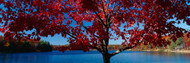 Red Tree Walden Pond