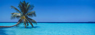 Palm Tree in the Sea, Maldives