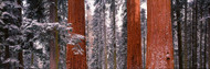 Sequoia Trees Sequoia National Park CA