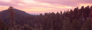 Evening Sequoia National Park