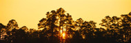 Trees at Sunset The Golden Isles Georgia