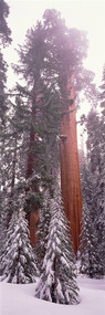 Giant Sequoia Sequoia National Park
