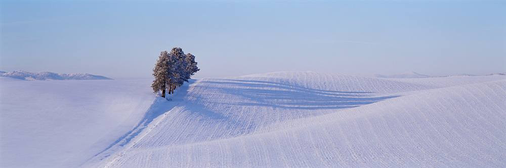 Usa Washington Tree In A Winter Landscape Walls 360 Usa Washington Tree In A Winter Landscape Walls 360
