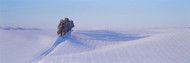 USA Washington Tree in a Winter Landscape