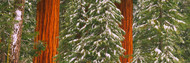 Sequoia Trees Covered with Snow
