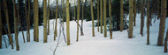 Spruce Trees Among Aspens in Snow