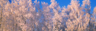 Snowcapped Trees Alaska