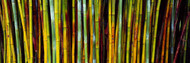 Bamboo at Kanapaha Botanical Gardens